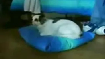 ওজিএ বাংলা চোদাচুদি ভিডিও